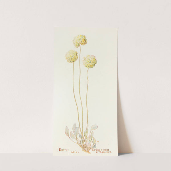 Butter Balls by Margaret Armstrong