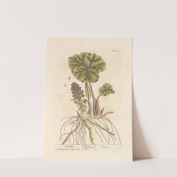 Butterbur by Elizabeth Blackwell