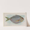 Butterfish (1889) by Allen & Ginter
