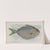 Butterfish (1889) by Allen & Ginter