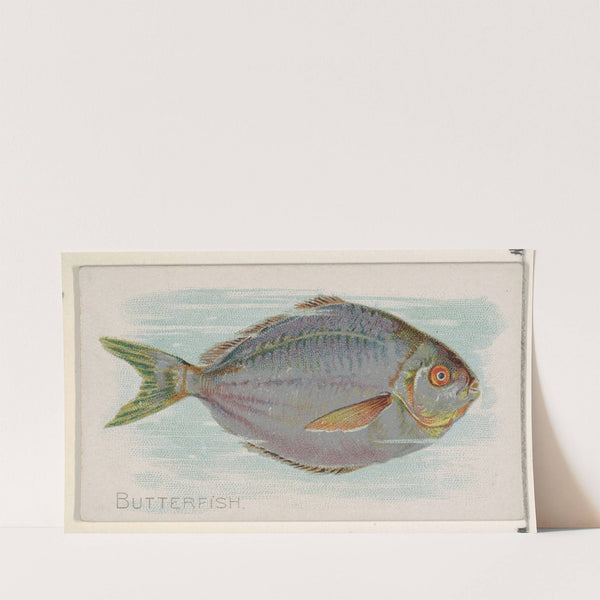 Butterfish (1889) by Allen & Ginter
