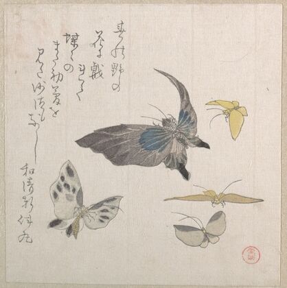 Butterflies