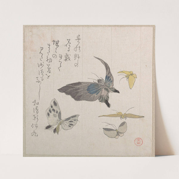 Butterflies by Kubo Shunman