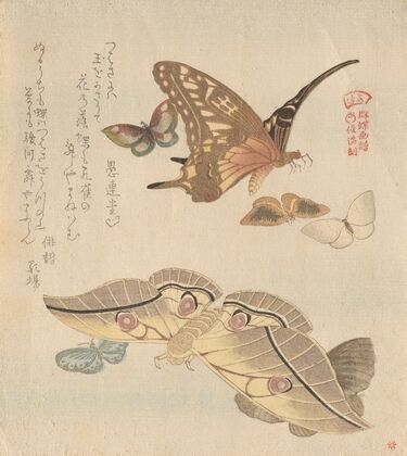 Butterflies and moths, from the series A Flock of Butterflies (Gunchō Gafu)