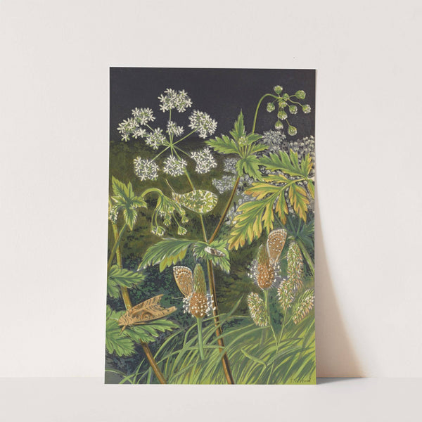 Butterflies And Moths In Disguise - At Rest by Barret And Sons