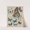 Butterflies of America Pl.2 (1900) by Chase & Sanborn