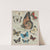 Butterflies of America Pl.2 (1900) by Chase & Sanborn