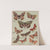 Butterflies of America Pl.6 (1900) by Chase & Sanborn
