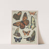 Butterflies of America Pl.7 (1900) by Chase & Sanborn