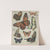 Butterflies of America Pl.7 (1900) by Chase & Sanborn