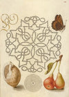 Butterfly, Marine Mollusk, and Pear (1561–1596)