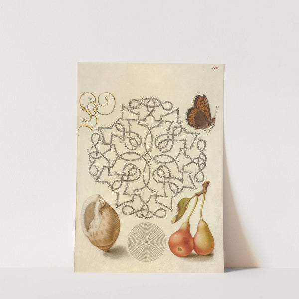 Butterfly, Marine Mollusk, and Pear (1561–1596) by Joris Hoefnagel