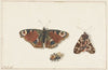 Butterfly, Moth and Bumblebee