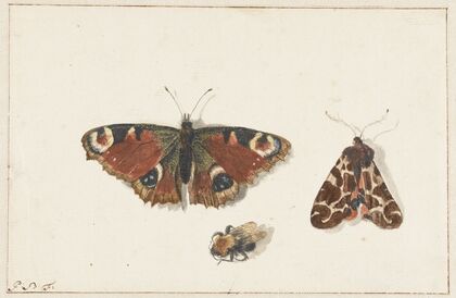 Butterfly, Moth and Bumblebee