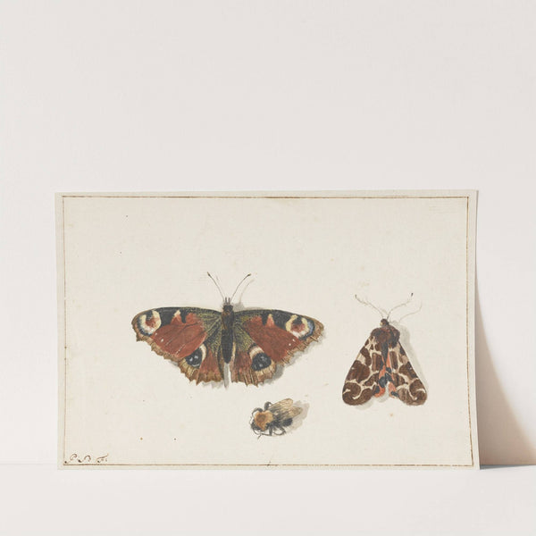 Butterfly, Moth and Bumblebee by Johannes van Bronckhorst