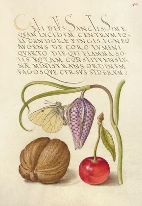Butterfly, Snakeshead, English Walnut, and Sweet Cherry