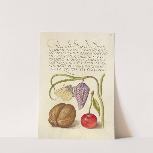 Butterfly, Snakeshead, English Walnut, and Sweet Cherry (1561–1596) by Joris Hoefnagel