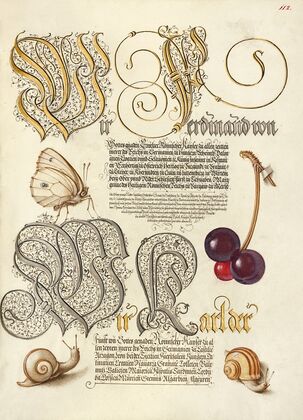Butterfly, Sweet Cherry, and Land Snails (1561–1596)