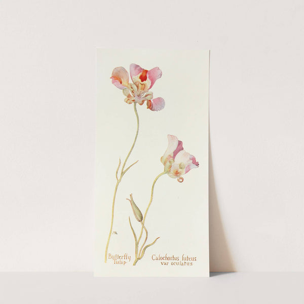 Butterfly Tulip by Margaret Armstrong