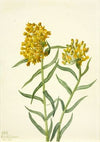 Spotted Cyrtopodium (Cyrtopodium punctatum) (1920)