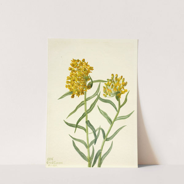 Butterfly Weed (Ascelpias tuberosa) (1935) by Mary Vaux Walcott