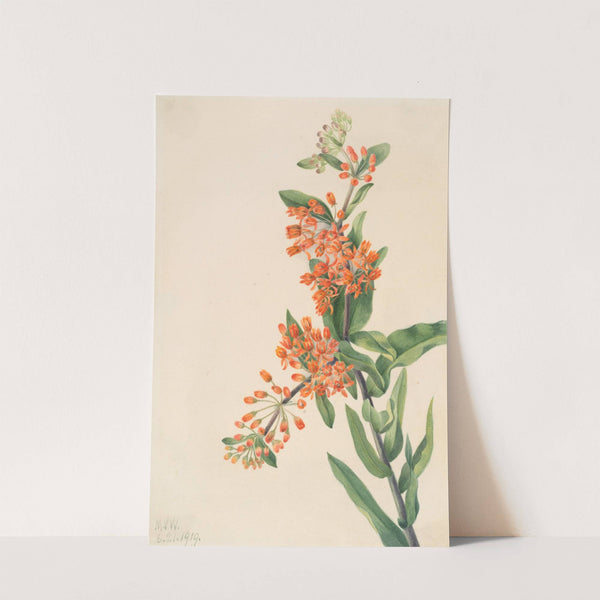 Butterfly Weed (Ascelpias tuberosa) (1919) by Mary Vaux Walcott