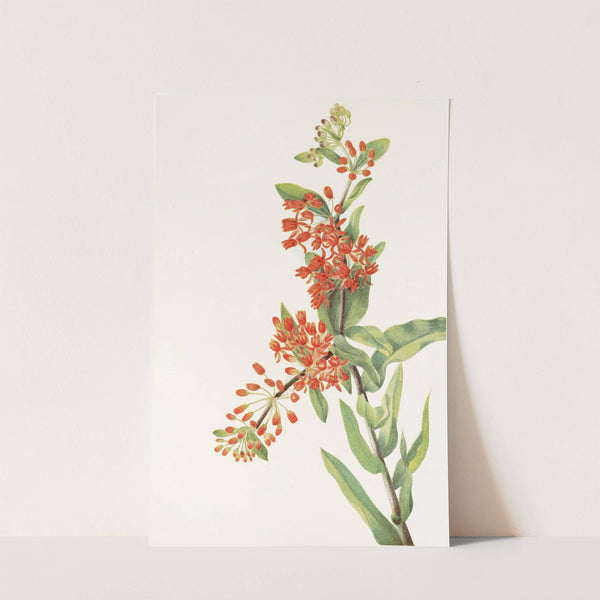Butterflyweed. (Asclepias tuberosa) (1925) by Mary Vaux Walcott