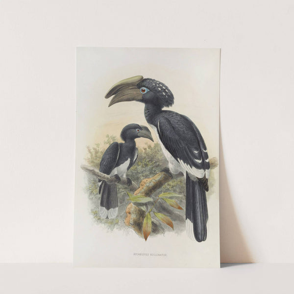 Bycanistes buccinator by Daniel Giraud Elliot