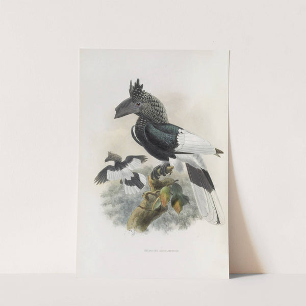 Bycanistes subcylindricus by Daniel Giraud Elliot