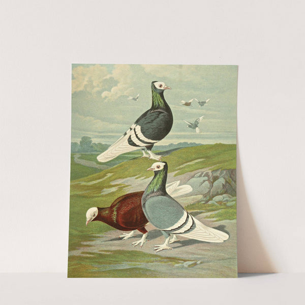 C. albicauda by Gustav Prütz