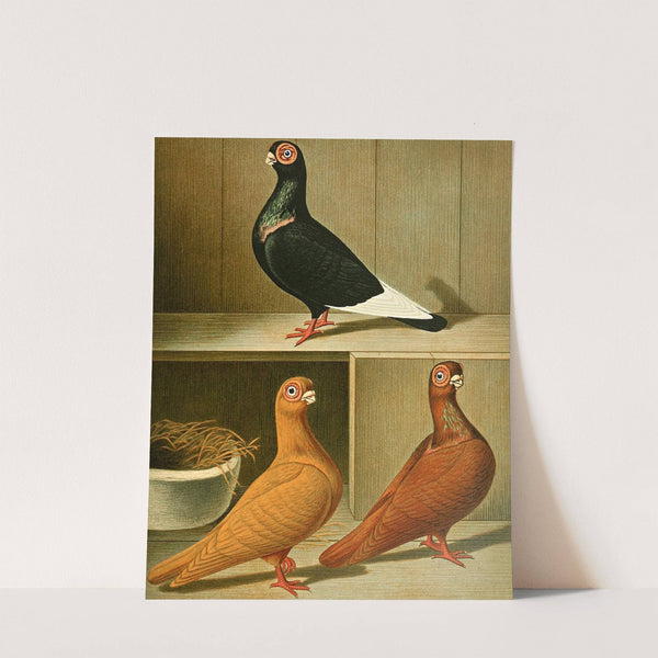 C. barbarica minima by Gustav Prütz