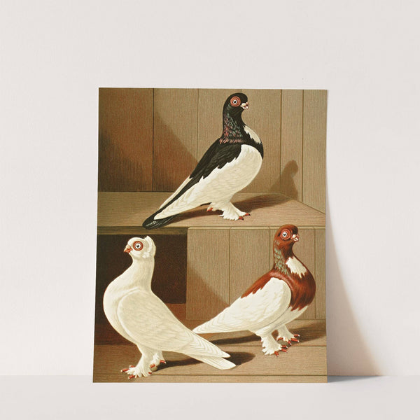 C. brevirostris s. albifrons by Gustav Prütz