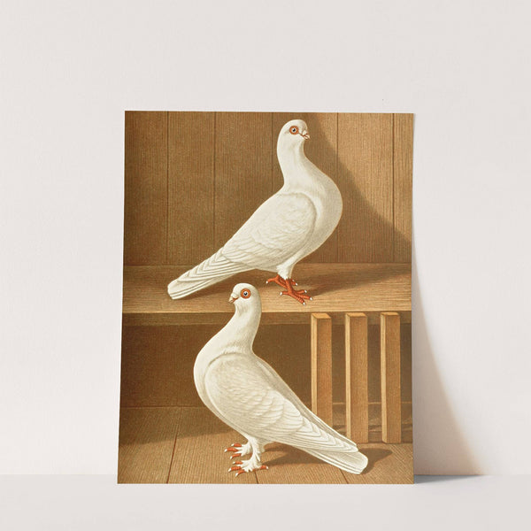 C. brevirostris s. albifrons II by Gustav Prütz