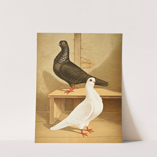 C. bubo nominata by Gustav Prütz