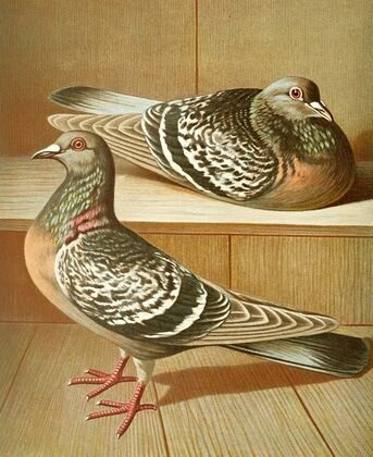 C. Coburgensis