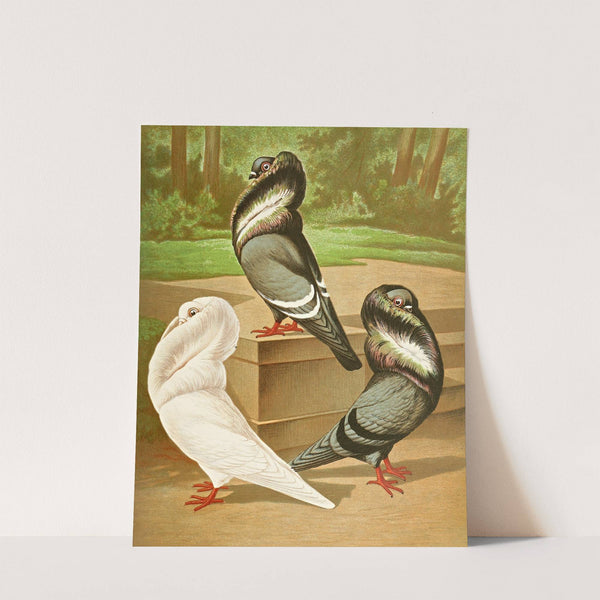 C. cucullata II by Gustav Prütz