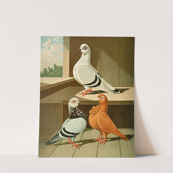 C. damascena, C. bubo major by Gustav Prütz