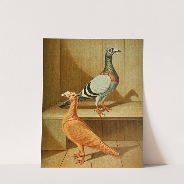 C. dimacha by Gustav Prütz