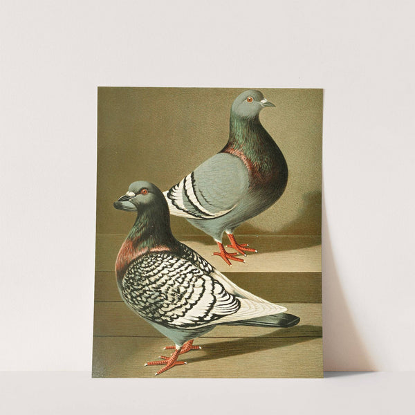 C. dom. agr. robuusta by Gustav Prütz