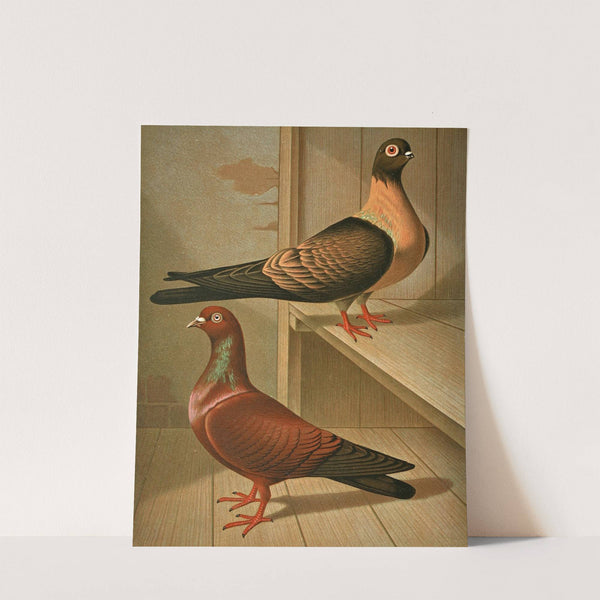 C. fulgens, C. cypselus by Gustav Prütz