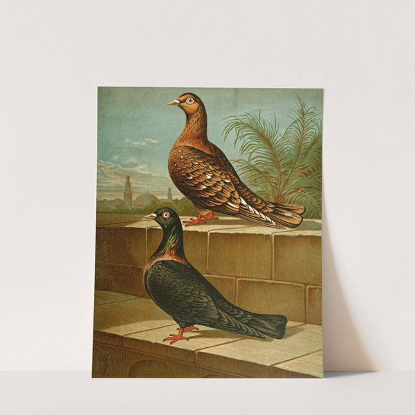 C. gestuosa by Gustav Prütz