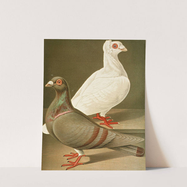 C. gigas, C. romana by Gustav Prütz