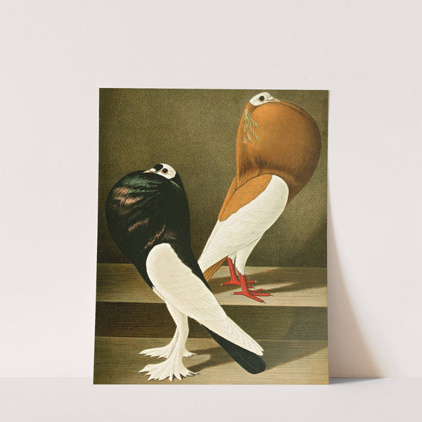 C. gutturosa eques by Gustav Prütz