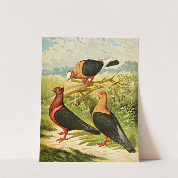 C. illyrica by Gustav Prütz