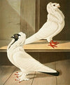 C. jubata