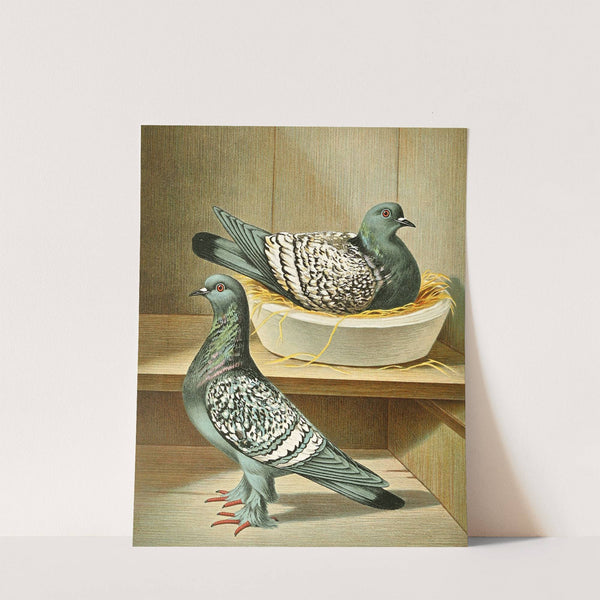 C. livia agrestis by Gustav Prütz