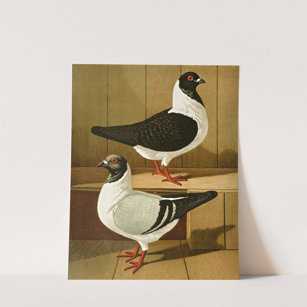 C. mutinensis by Gustav Prütz