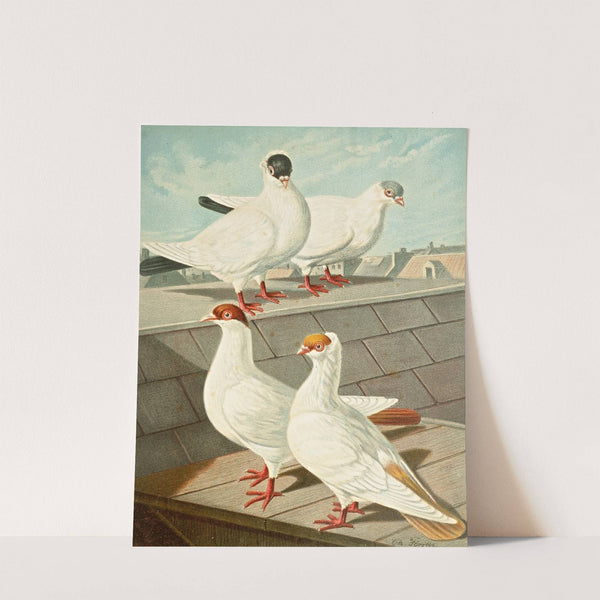 C. Occipitalis by Gustav Prütz