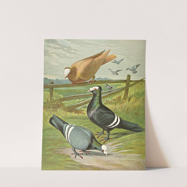 C. pileata by Gustav Prütz