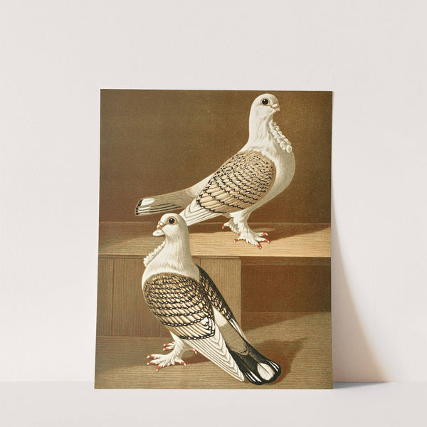 C. sericatae by Gustav Prütz